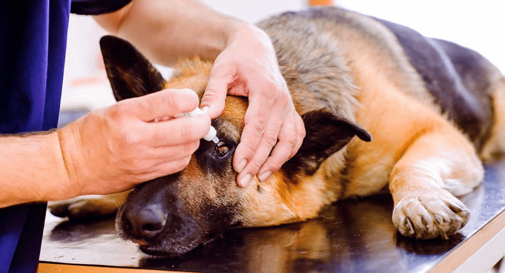 Home Treatment for pink eye in dogs