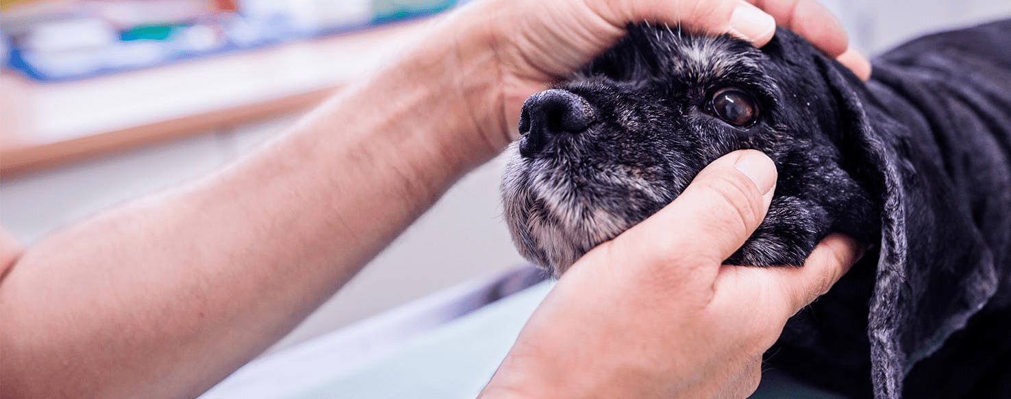 Pink Eye in Dogs Home Treatment: Easing Canine Discomfort