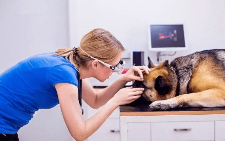 Pink Eye in Dogs Home Treatment: Easing Canine Discomfort