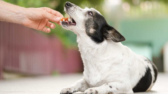 Home Remedies for Dog Biting Tail: A Comprehensive Guide to Soothe Your Furry Friend