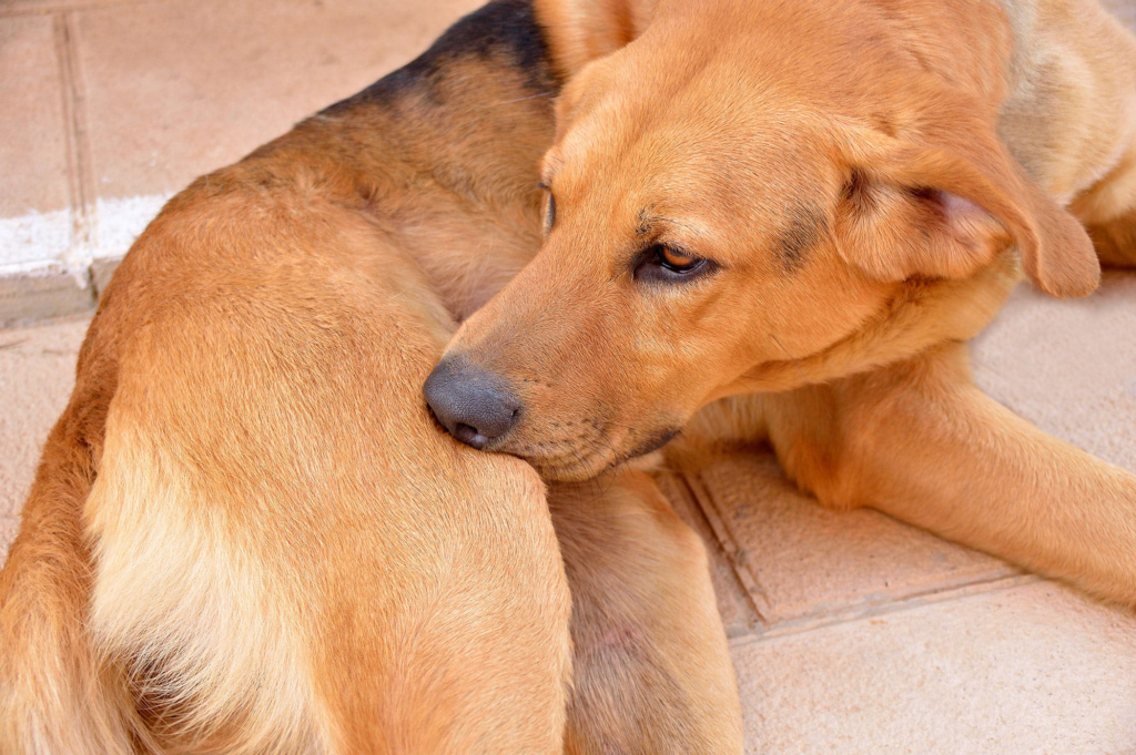 Home Remedies for Dog Biting Tail: A Comprehensive Guide to Soothe Your Furry Friend