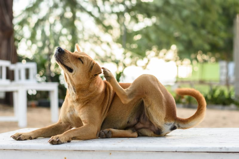 Home Remedies for Dog Biting Tail: A Comprehensive Guide to Soothe Your Furry Friend