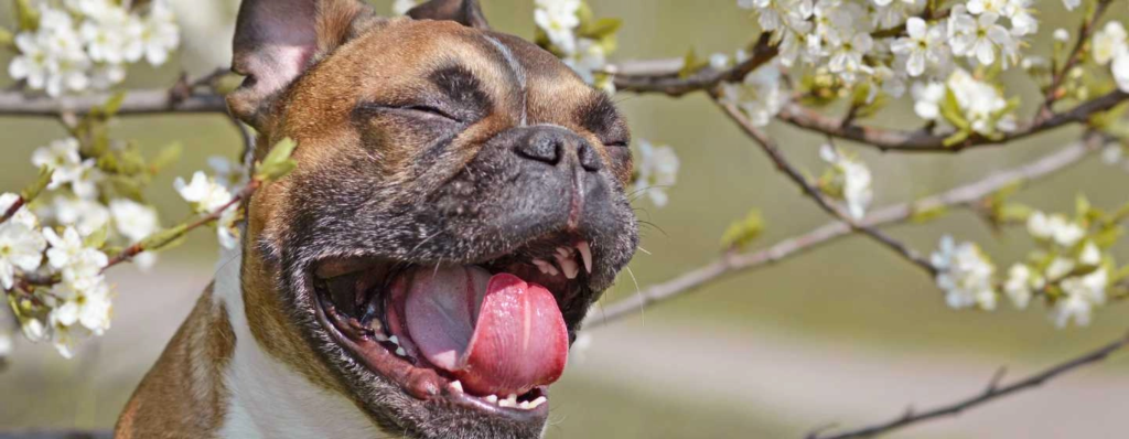 Dog Sneezing Home Remedy: Understanding Causes and Natural Remedies