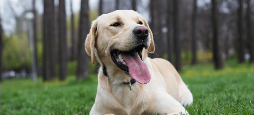 Dog Sneezing Home Remedy: Understanding Causes and Natural Remedies