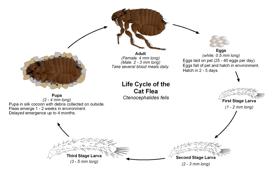 A Deep Dive into Fleas: Unraveling the Mysteries of Their Behavior "Do Fleas Crawl Or Jump"