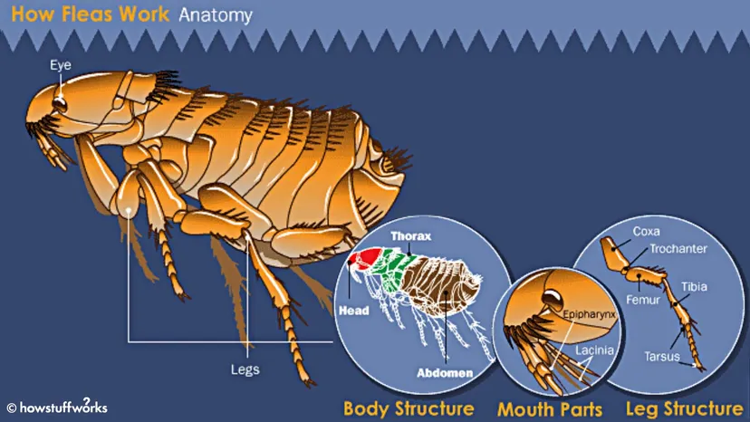 Do Fleas Crawl Or Jump