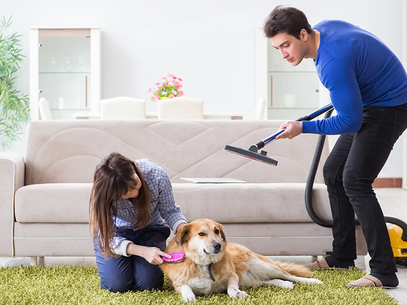 How Long Do Tapeworm Eggs Live in Carpet: Understanding Tapeworm Eggs 