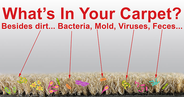 How Long Do Tapeworm Eggs Live in Carpet: Understanding Tapeworm Eggs 